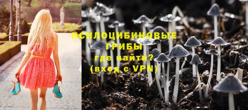 Псилоцибиновые грибы Psilocybe Омск