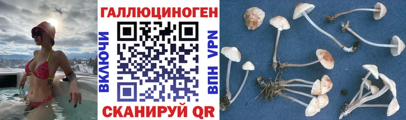 Псилоцибиновые грибы Psilocybe  Омск 